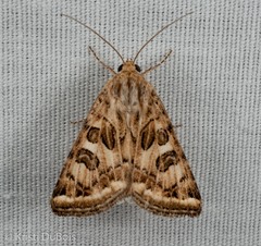 Protoschinia nuchalis