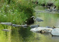 Ardea herodias