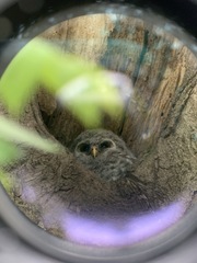 Strix varia