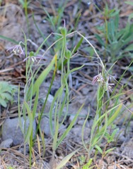 Fritillaria atropurpurea