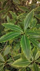 Pittosporum eugenioides