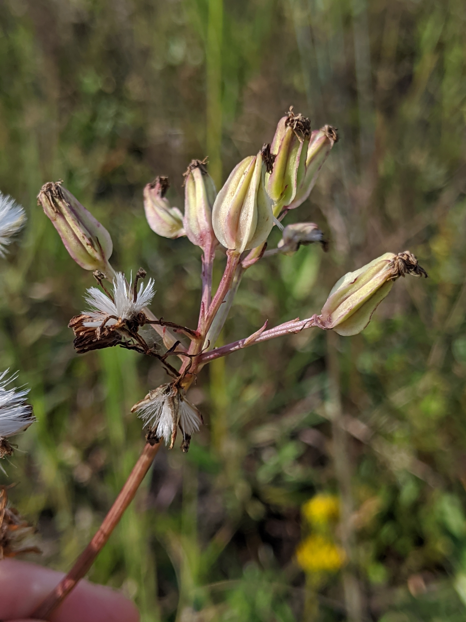 Arnoglossum album