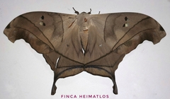 Dysdaemonia australoboreas