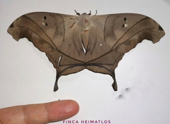 Dysdaemonia australoboreas