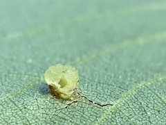 Caryomyia melicrustum