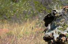 Salpinctes obsoletus