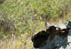 Salpinctes obsoletus