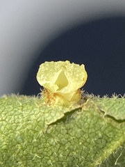 Caryomyia melicrustum