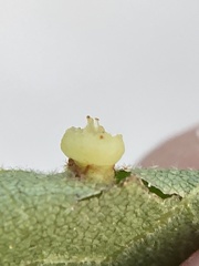 Caryomyia melicrustum