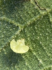 Caryomyia melicrustum