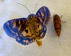 Protoschinia nuchalis