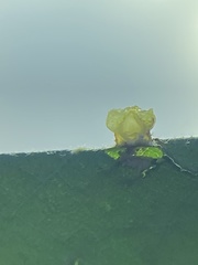 Caryomyia melicrustum