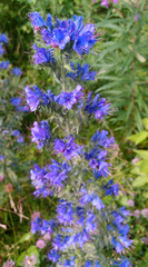 Echium vulgare