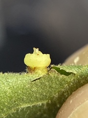 Caryomyia melicrustum