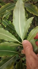 Pittosporum eugenioides