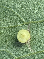 Caryomyia melicrustum