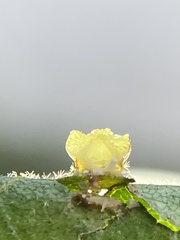 Caryomyia melicrustum