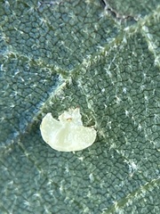 Caryomyia melicrustum