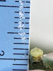 Caryomyia melicrustum