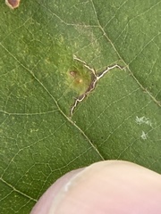 Caryomyia melicrustum