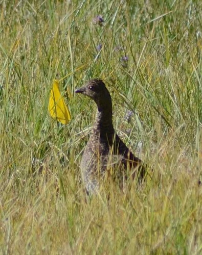 iNaturalist observation photo of Sooty Grouse