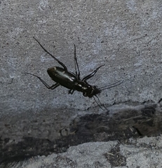 Eunota severa