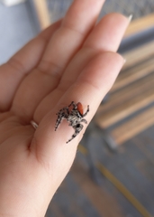 Phidippus adumbratus