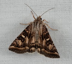 Protoschinia nuchalis