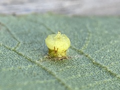 Caryomyia melicrustum