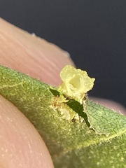 Caryomyia melicrustum