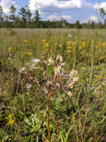 Image of Bay County Indian Plantain (Arnoglossum album) by (c) Scott Allen Davis, some rights reserved (CC BY)