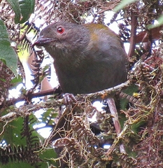 Chlorospingus semifuscus