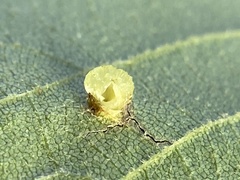 Caryomyia melicrustum