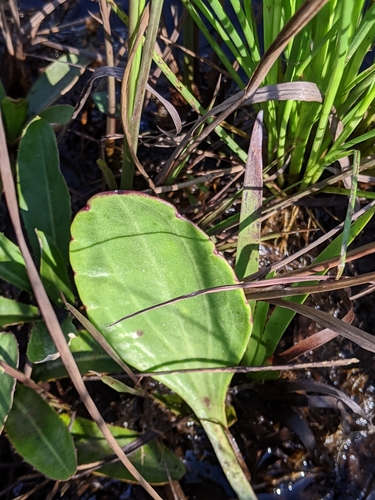 Image of Bay County Indian Plantain (Arnoglossum album) by (c) Scott Allen Davis, some rights reserved (CC BY)