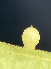 Caryomyia hirtidolium