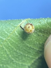 Caryomyia hirtidolium