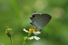 Sinthusa chandrana