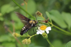 Sataspes