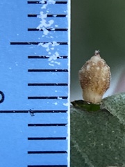 Caryomyia hirtidolium