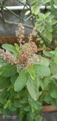 Ocimum tenuiflorum