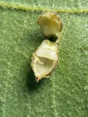 Caryomyia hirtidolium