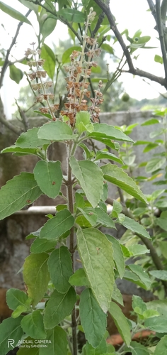 Ocimum tenuiflorum