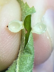 Caryomyia hirtidolium