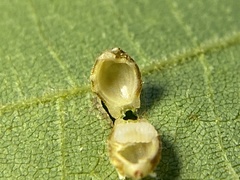 Caryomyia hirtidolium