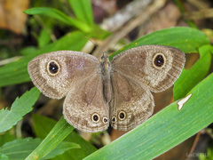 Ypthima pandocus corticaria