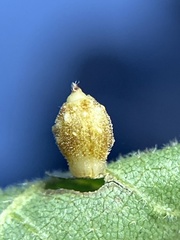 Caryomyia hirtidolium