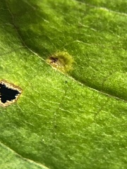 Caryomyia hirtidolium