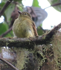 Myiophobus flavicans