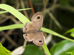 Ypthima pandocus corticaria