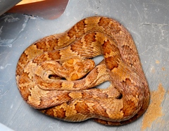 Sinaloan Lyresnake photo 3